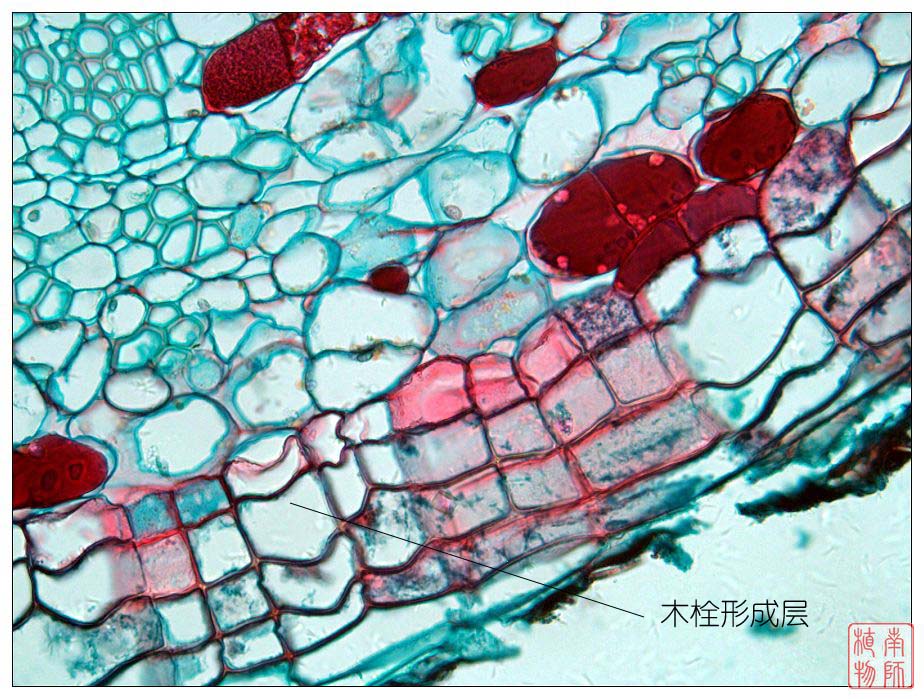 powerpoint presentation