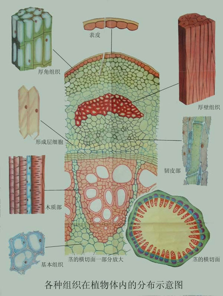 厚壁组织简图图片